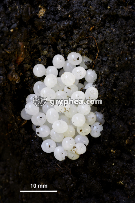 Oeufs d'escargot - Ponte d'escargot Petit-Gris - gryphea.org